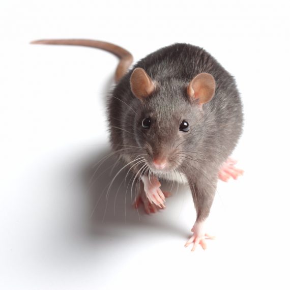 Rats, Pest Control in Beddington, SM6. Call Now! 020 8166 9746