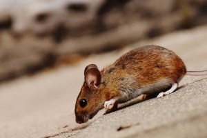 Mouse extermination, Pest Control in Beddington, SM6. Call Now 020 8166 9746