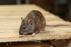Mice Infestation, Pest Control in Beddington, SM6. Call Now 020 8166 9746