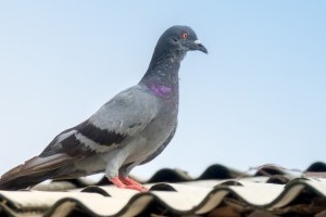 Pigeon Pest, Pest Control in Beddington, SM6. Call Now 020 8166 9746