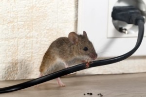Mice Control, Pest Control in Beddington, SM6. Call Now 020 8166 9746